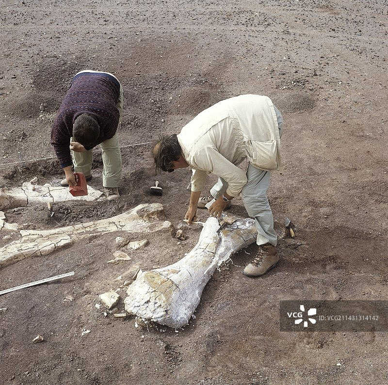 1988年雷巴奇斯龙化石发掘图片素材