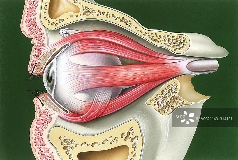 眼部肌肉图示图片素材