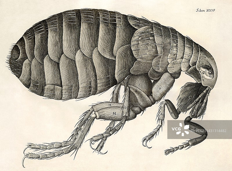 胡克《显微图谱》(1665)中的跳蚤图片素材