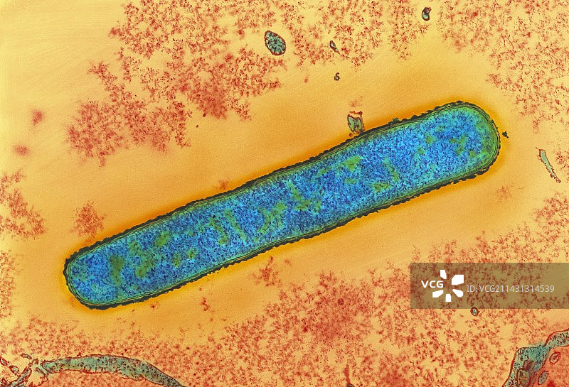 炭疽杆菌图片素材