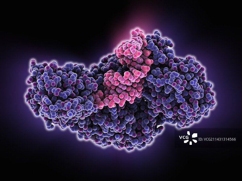 铁调控蛋白与RNA结合图片素材
