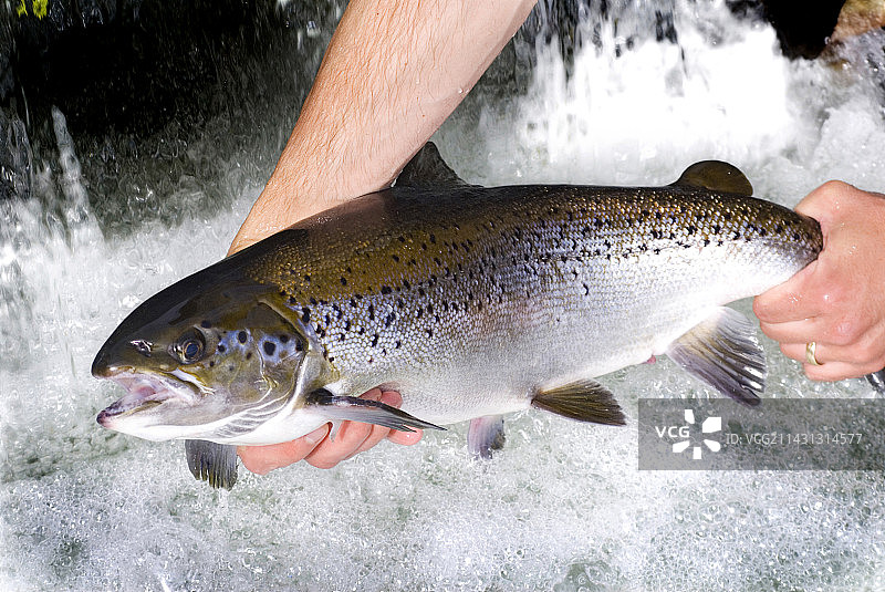 养殖的大西洋鲑鱼图片素材