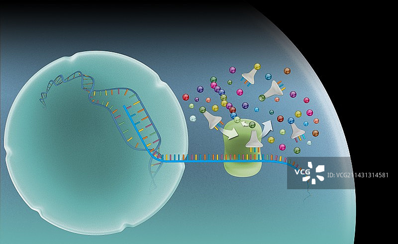 蛋白质合成示意图图片素材