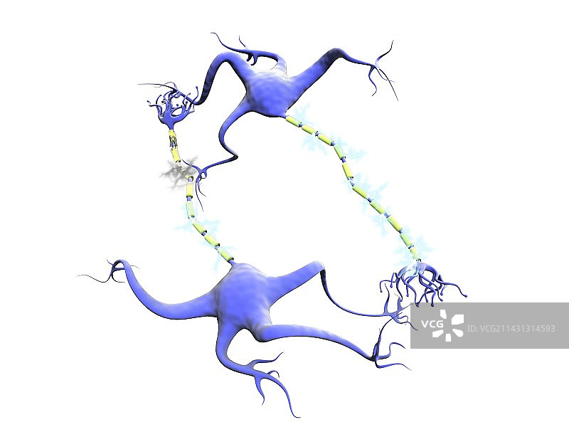 多发性硬化症中的神经细胞图片素材