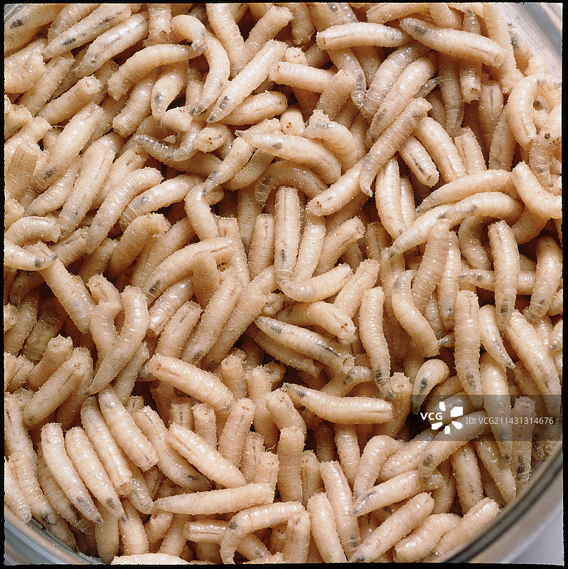 绿蝇蛆图片素材