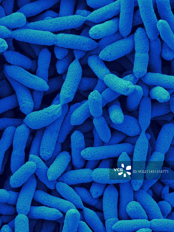 鲍曼氏海洋单胞菌（革兰氏阴性，扫描电镜）图片素材