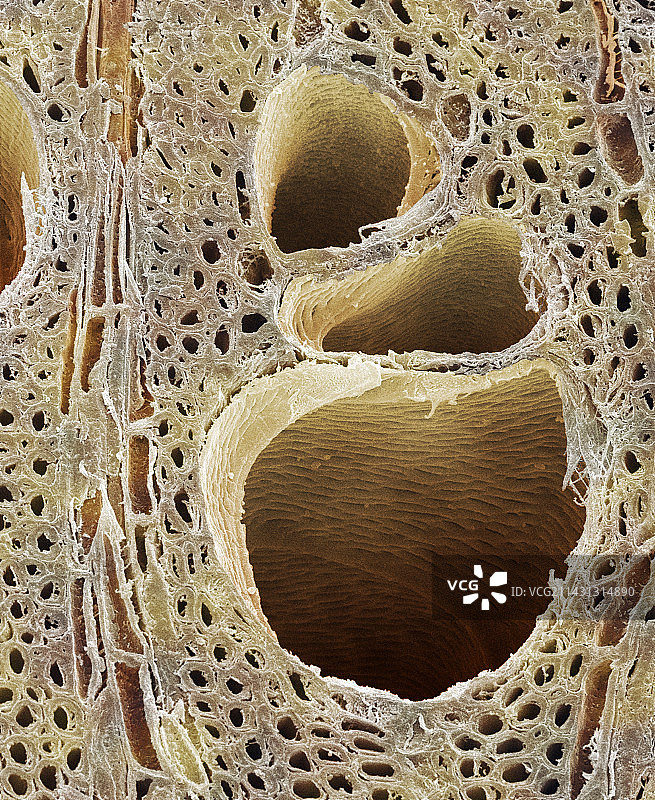 榆木显微电镜图图片素材