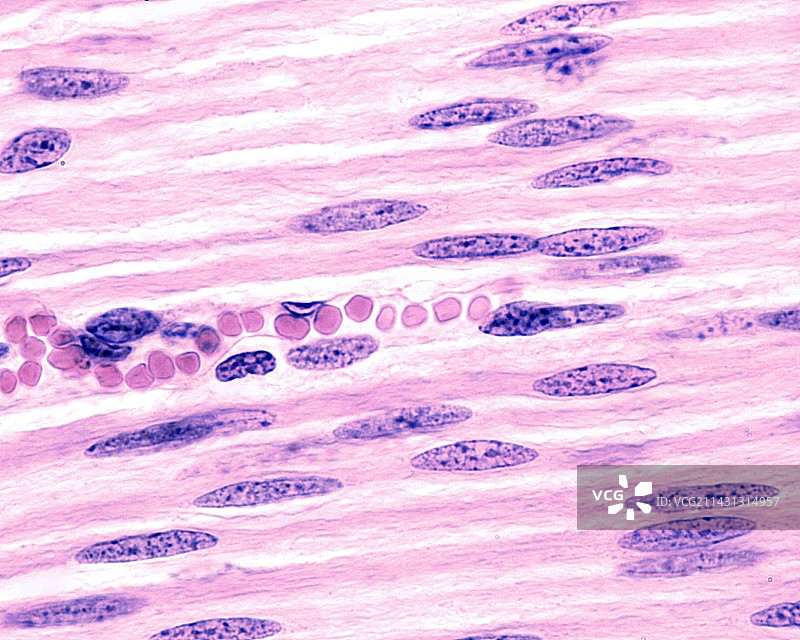 平滑肌纤维浅显微照片图片素材
