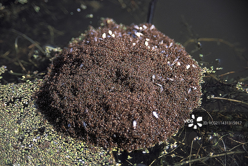 漂浮的红火蚁群图片素材
