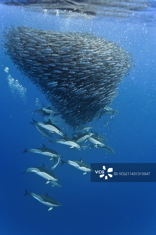 海豚捕食鲭鱼图片素材