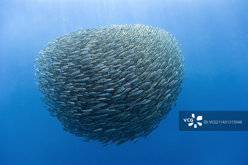 蓝占鱼饵球图片素材