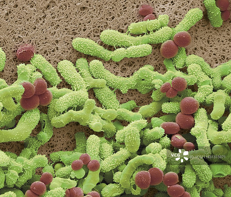 脚癣真菌，扫描电子显微镜图片素材