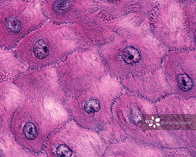 皮肤表皮显微照片图片素材