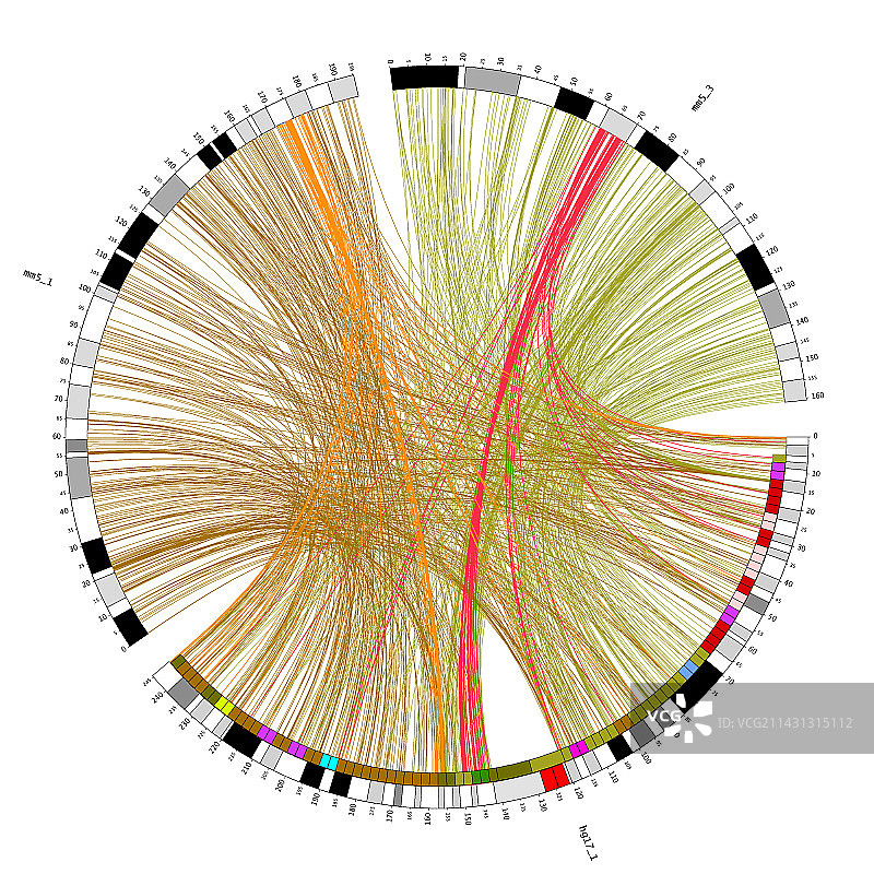圆形基因组图图片素材