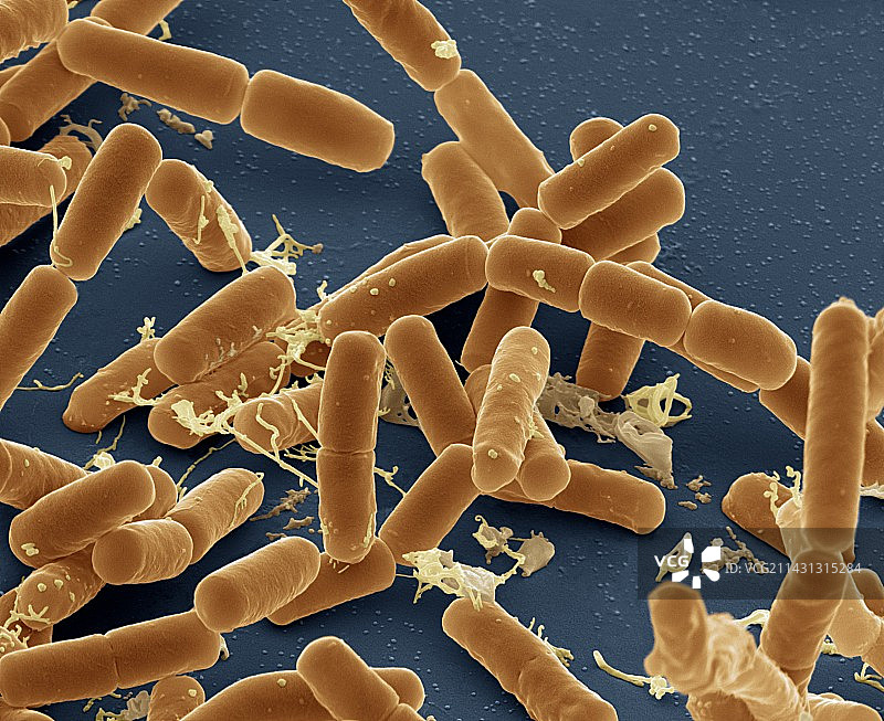 大肠杆菌，扫描电镜图片素材