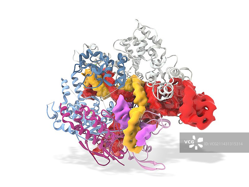 CRISPR-CAS9基因编辑复合物图片素材