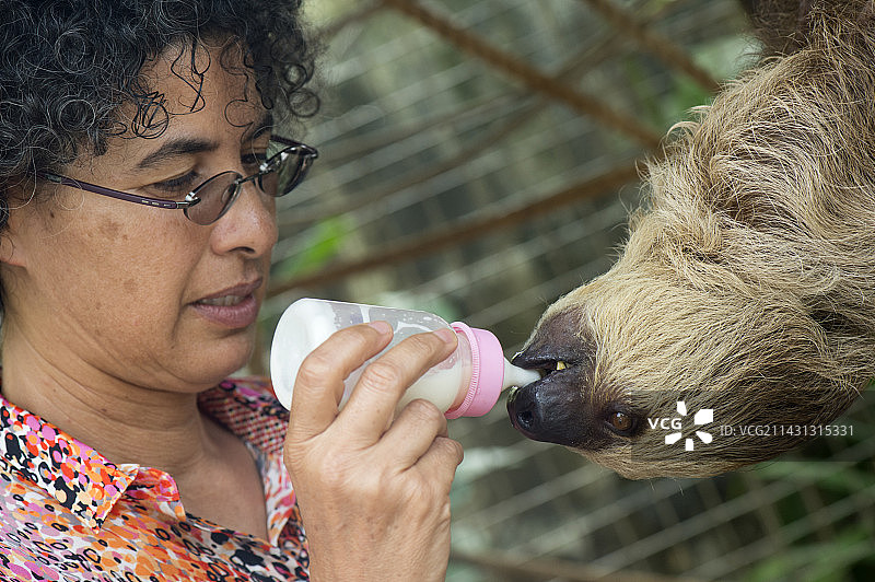 林奈氏二趾树懒图片素材