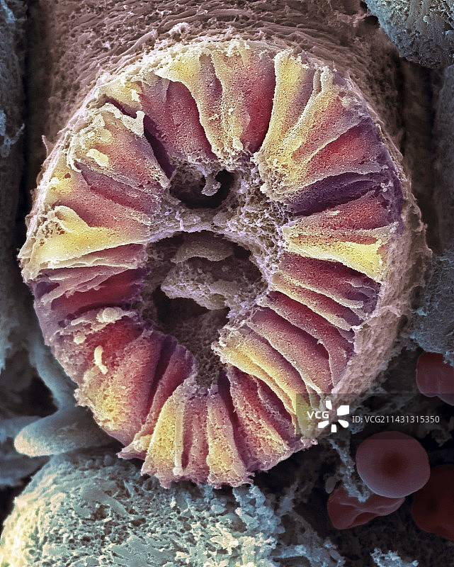 人体肾脏肾单位扫描电镜图图片素材