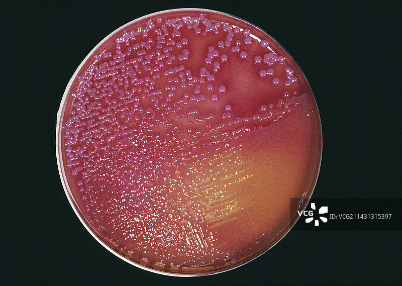 培养肺炎细菌图片素材