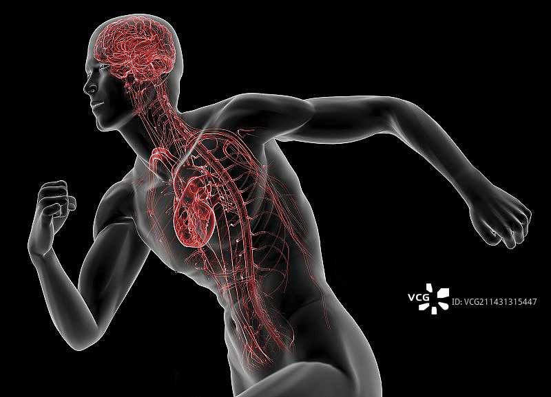 男性人体解剖结构图图片素材