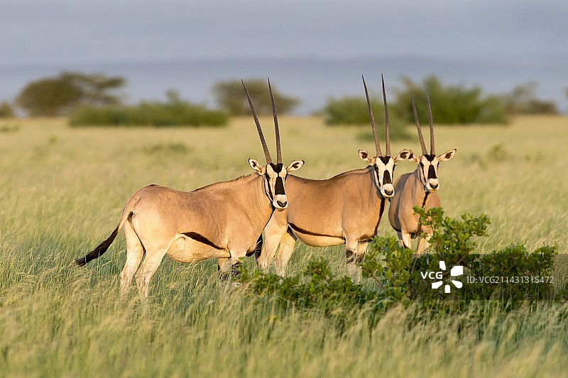 阿瓦什国家公园内的贝萨 Oryx 兽群图片素材