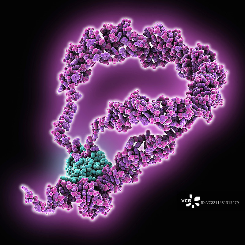 与RNA结合蛋白结合的mRNA图片素材