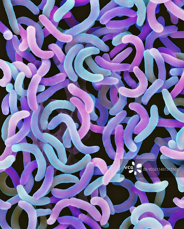 霍乱弧菌（扫描电镜）图片素材