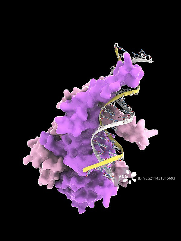 与DNA结合的缺氧诱导因子图片素材