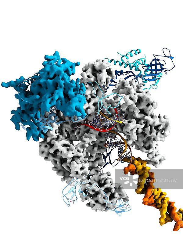 RNA聚合酶II分子图片素材