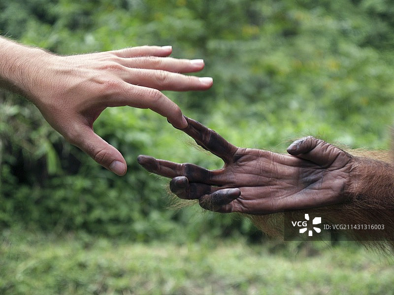 人和猩猩的手接触图片素材
