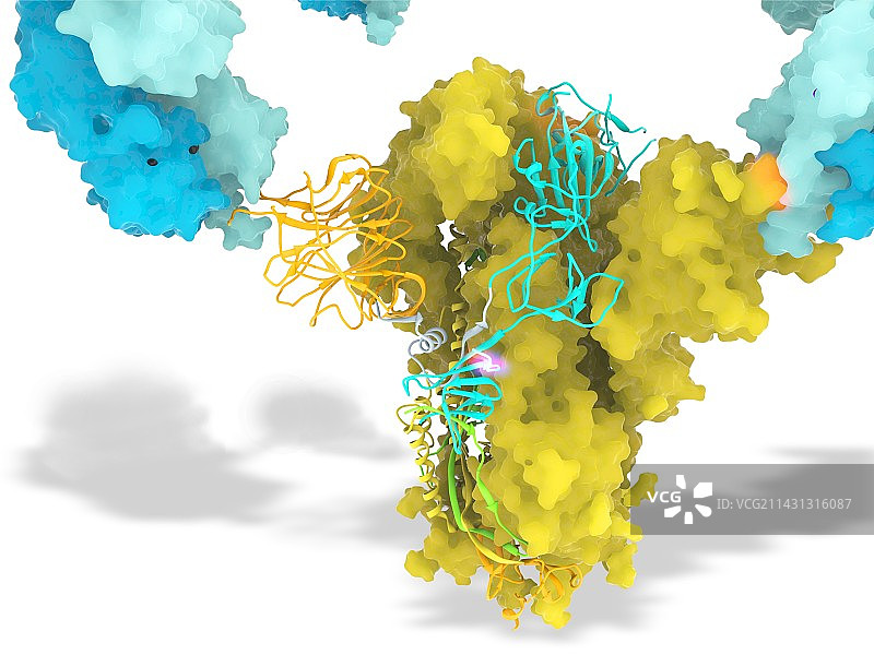 SARS-CoV-2病毒刺突蛋白和抗体图示图片素材