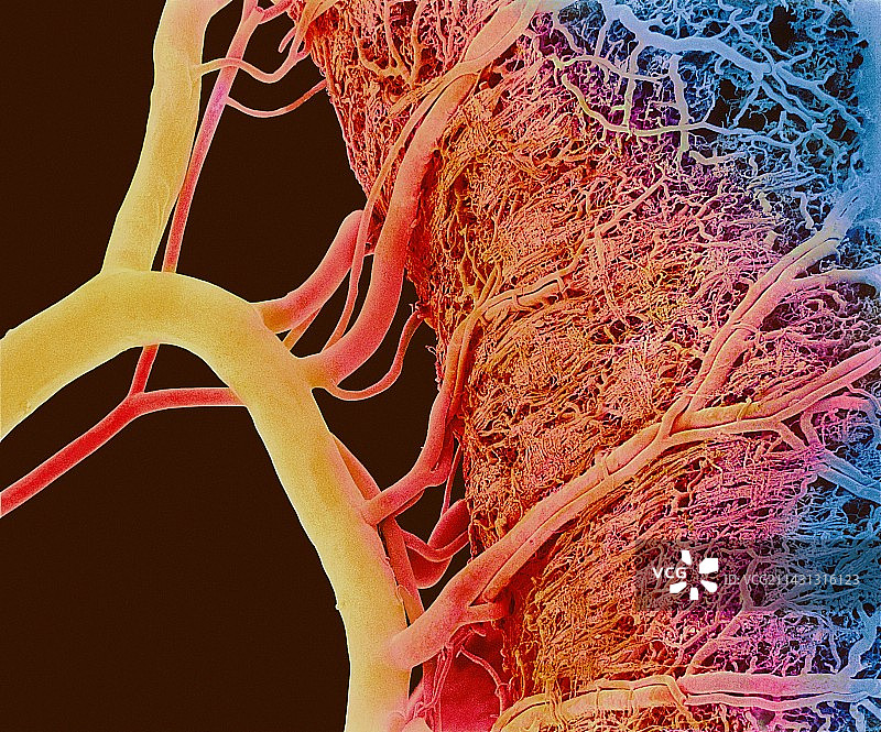 血管扫描电子显微镜图片素材