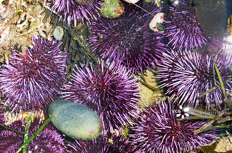 紫色海胆图片素材