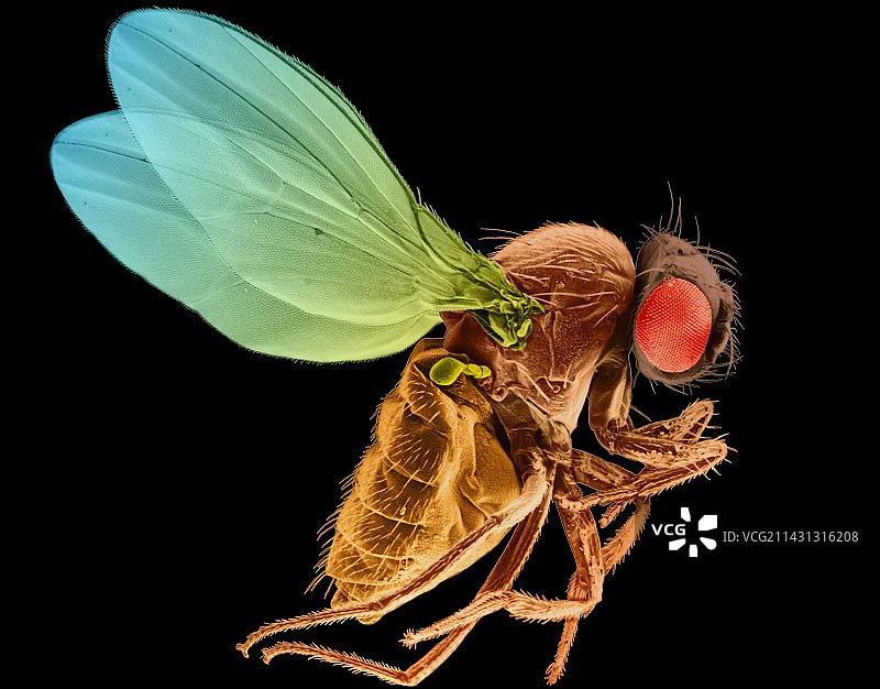 果蝇扫描电镜图图片素材