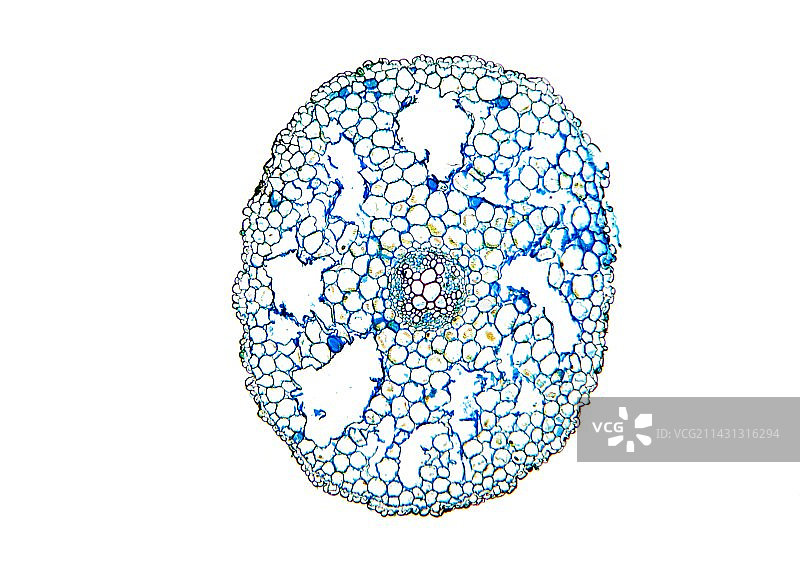 毛茛根的显微照片图片素材