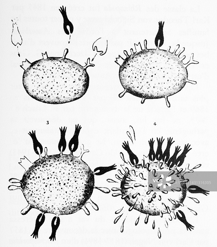 埃尔利希侧链学说图片素材