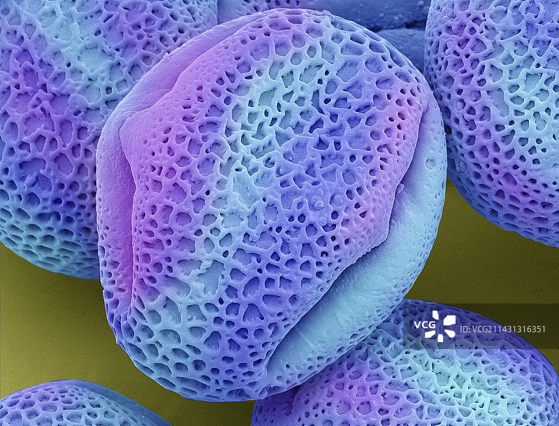 常春藤花粉（Hedera helix），扫描电镜图图片素材