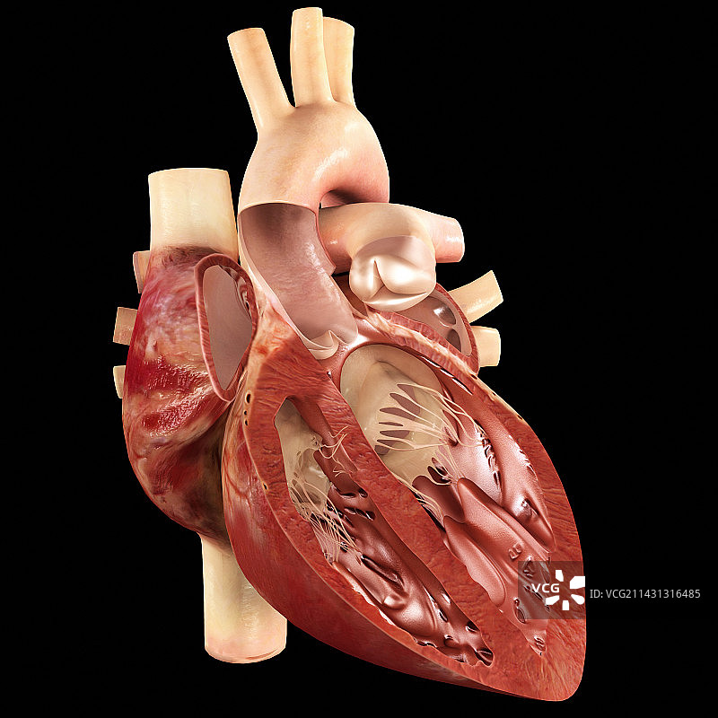 人心脏解剖艺术图图片素材