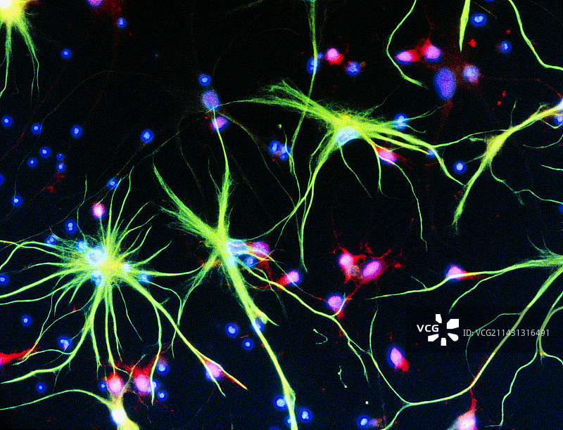 神经细胞图片素材