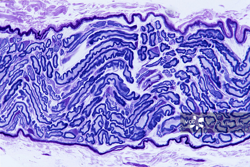 神经纤维图片素材