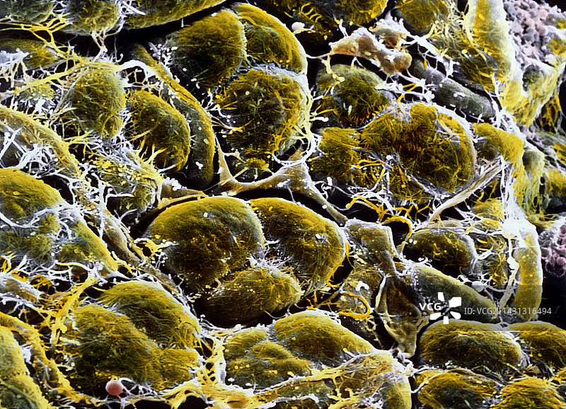 胰腺腺泡细胞的伪彩SEM图片素材