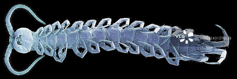 蜈蚣腹面扫描电镜图图片素材