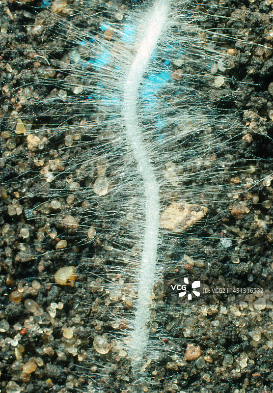 年轻的萝卜根图片素材