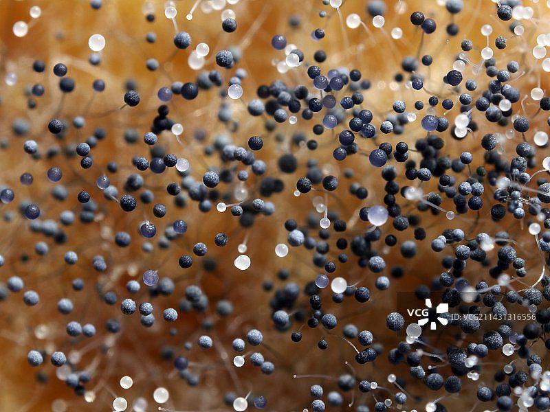 发霉的南瓜图片素材