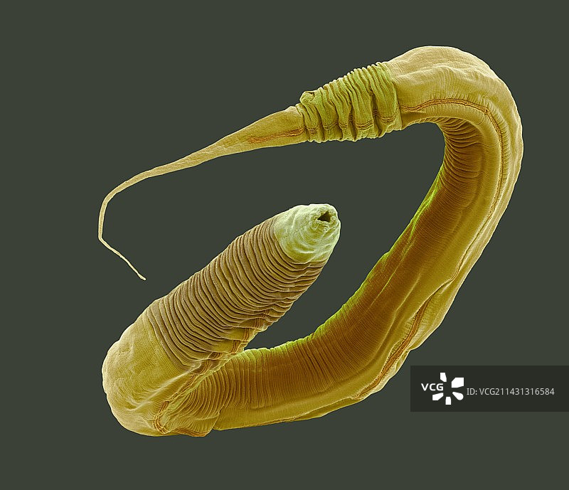 秀丽隐杆线虫扫描电镜图图片素材