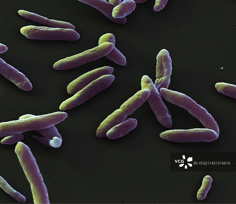 嗜水气单胞菌细菌扫描电镜图图片素材