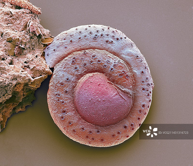 有孔虫，扫描电子显微镜图图片素材