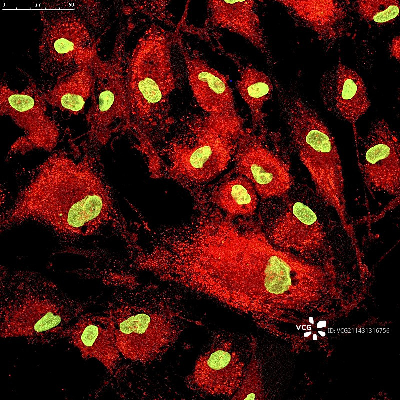 间充质干细胞荧光显微照片图片素材