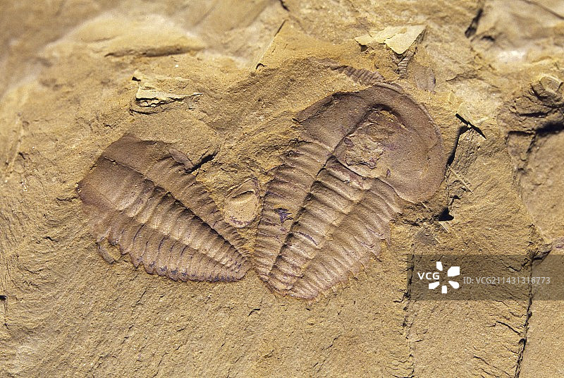 云南头和五亭海，寒武纪三叶虫化石图片素材