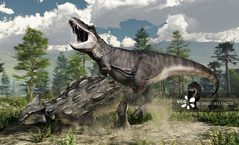 甲龙和霸王龙战斗插图图片素材